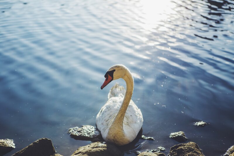 White Swan on Water — Blue, Serene, Afternoon, Photograph, Rocks