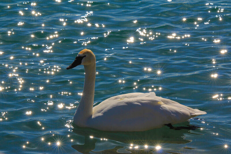 White Swan on Water — Blue, Serene, Afternoon, Photograph, Sunlight