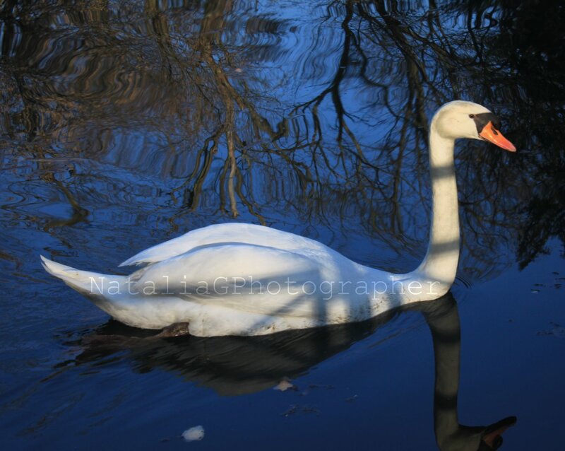 White Swan on Water — Blue, Serene, Afternoon