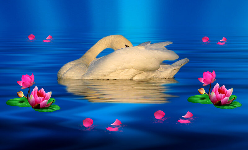 White Swan on Water — Blue, Serene, Digital Art, Lotus Flowers