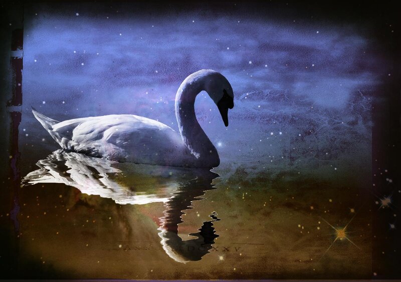 White Swan on Water — Blue, Serene, Night, Digital Art, Reflection