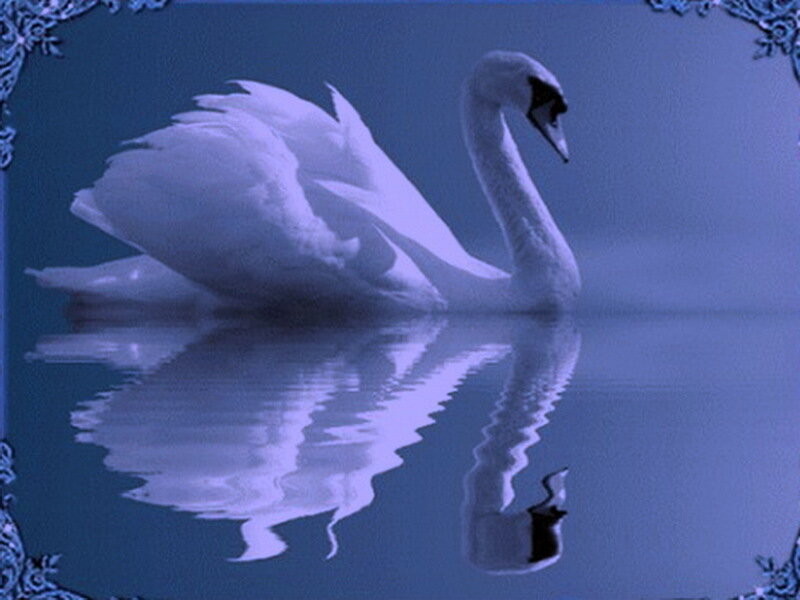 White Swan on Water — Blue, Serene, Night