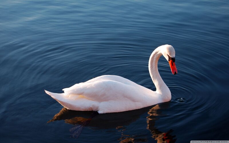 White Swan on Water — Blue, Serene, Sunset, Photograph, Reflection