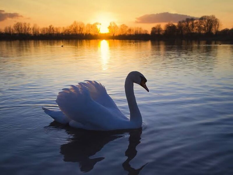 White Swan on Water — Blue, Serene, Sunset, Photograph, Sun, River
