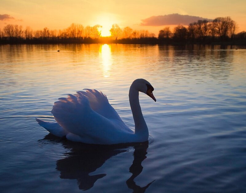 White Swan on Water — Blue, Serene, Sunset, Photograph, Sun, Trees