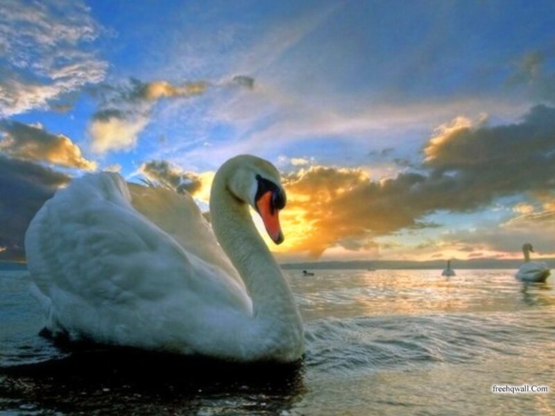 White Swan on Water — Blue, Serene, Sunset, Photograph, Swans, Sky