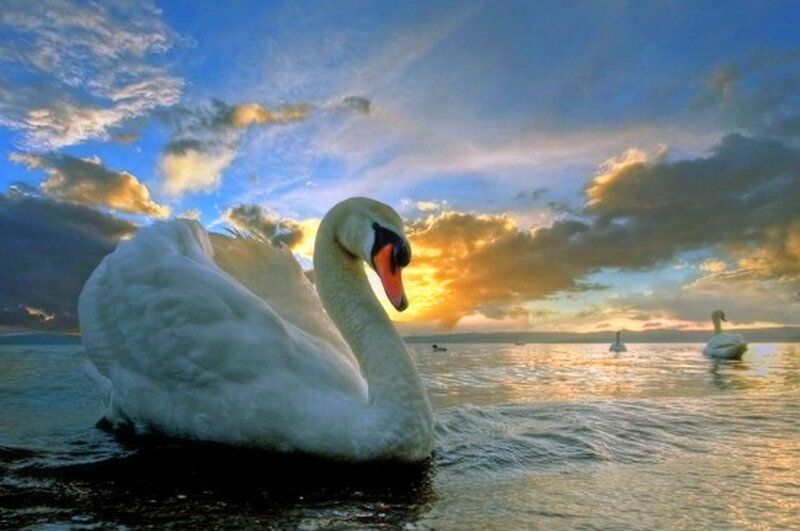 White Swan on Water — Blue, Serene, Sunset, Photograph, Swans