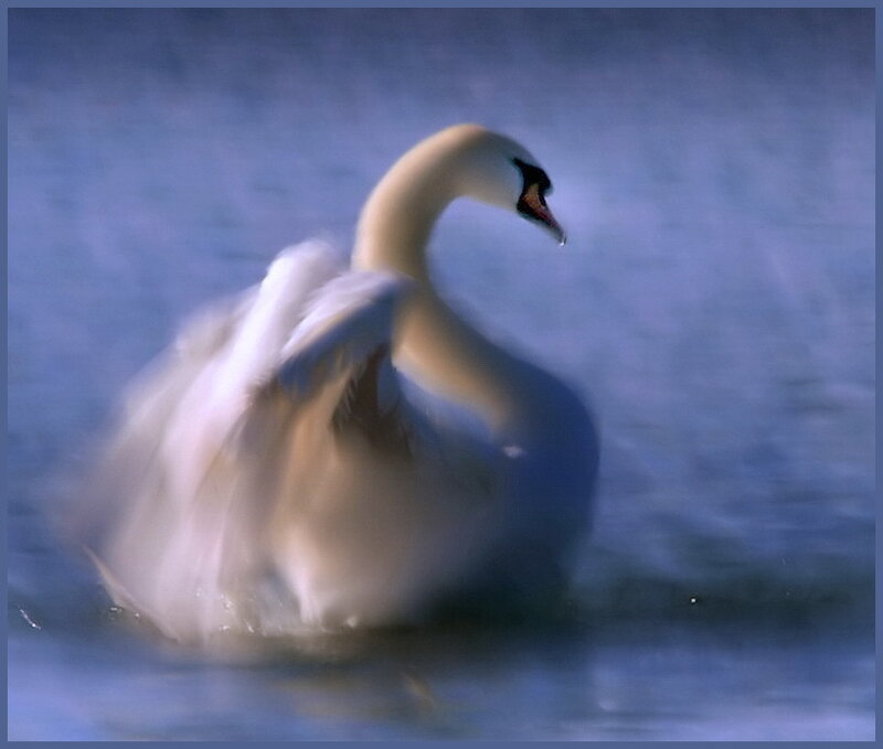 White Swan on Water — Blue, Serene
