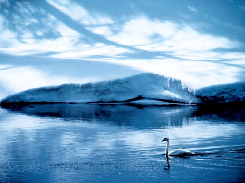 White Swan on Water — Blue, Serene, Winter