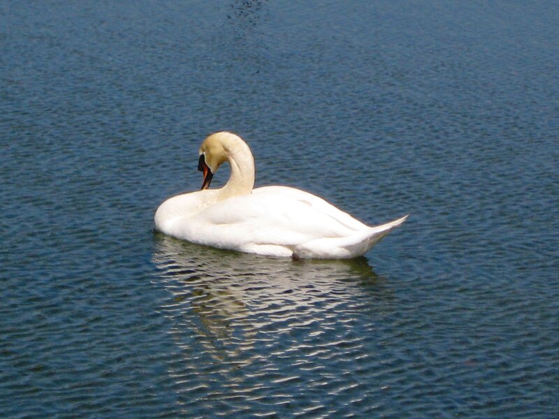 White Swan on Water — Blue