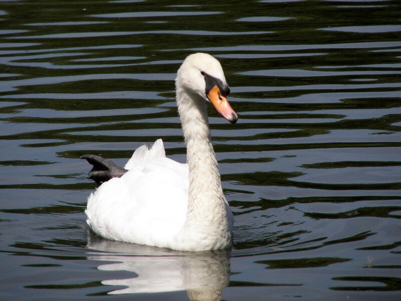White Swan on Water — Calm, Afternoon, Photograph, Bird