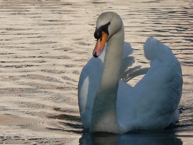 White Swan on Water — Calm, Afternoon, Photograph, Brown
