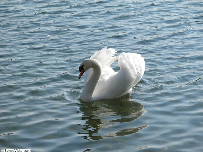 White Swan on Water — Calm, Afternoon, Photograph, Reflection