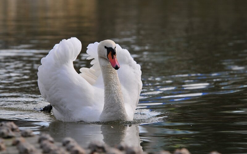 White Swan on Water — Calm, Afternoon, Photograph, Rocks