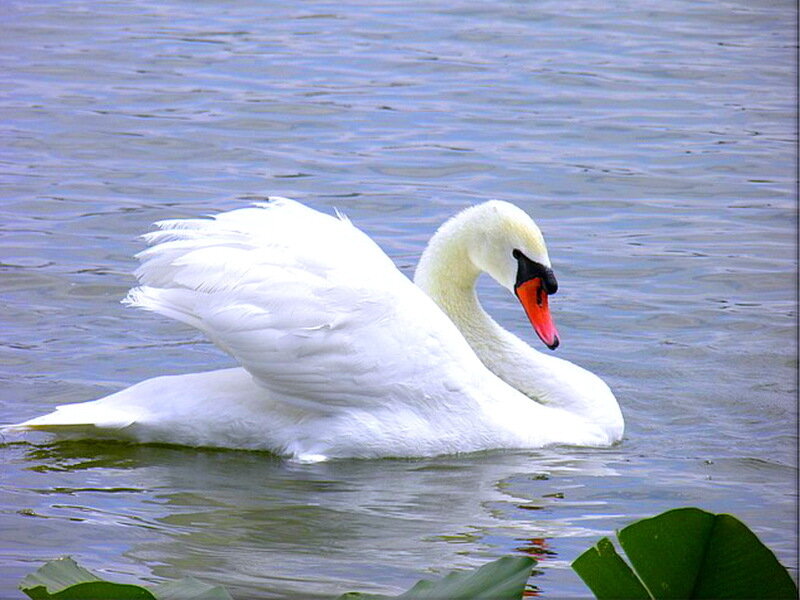 White Swan on Water — Calm, Afternoon
