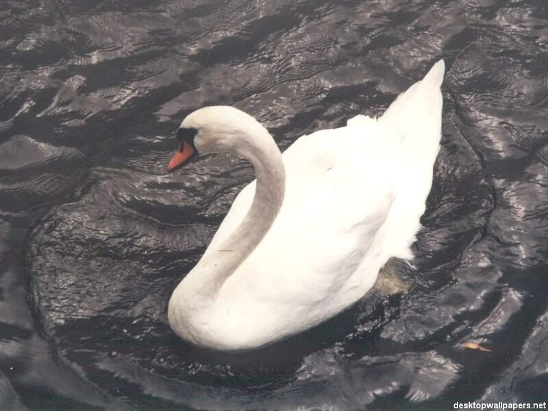 White Swan on Water — Calm, Photograph, Bird