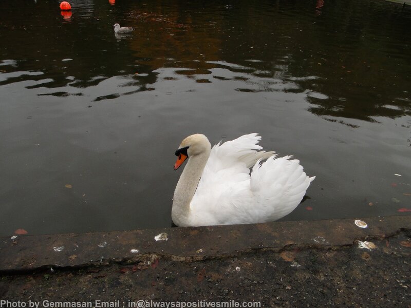 White Swan on Water — Calm, Photograph, Duck