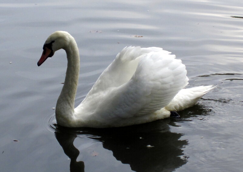 White Swan on Water — Calm, Photograph, Feathers