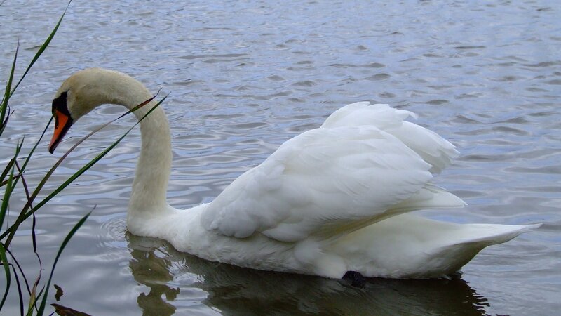 White Swan on Water — Calm, Photograph, Grass