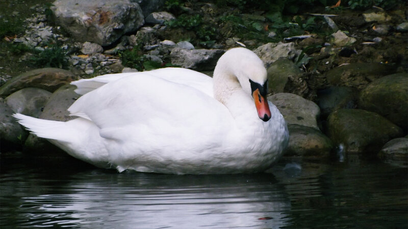 White Swan on Water — Calm, Photograph, Rocks