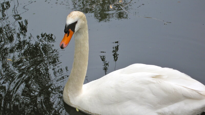 White Swan on Water — Calm, Photograph