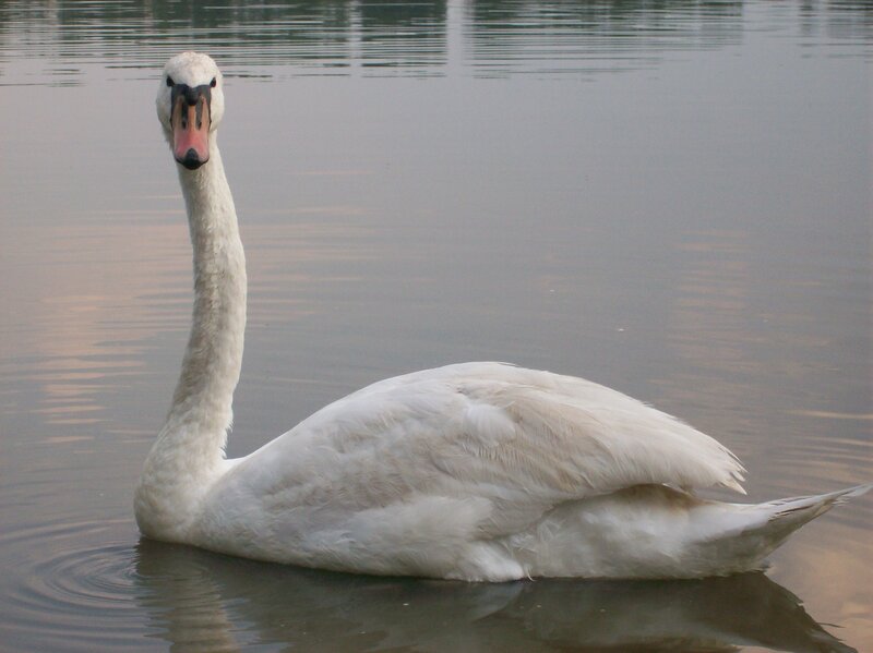 White Swan on Water — Calm, Sunset, Photograph
