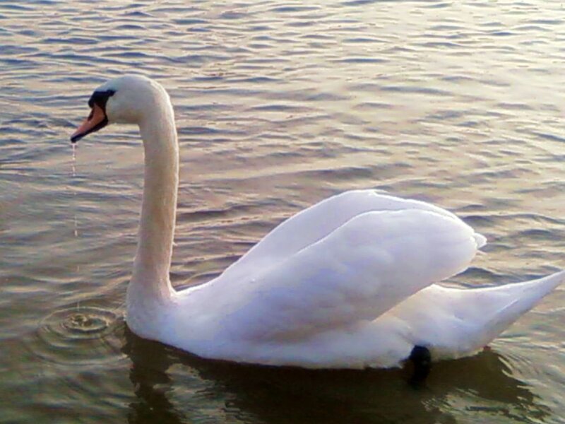 White Swan on Water — Calm, Sunset