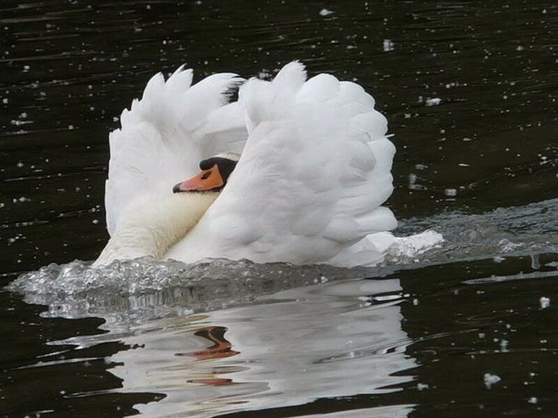 White Swan on Water — Calm