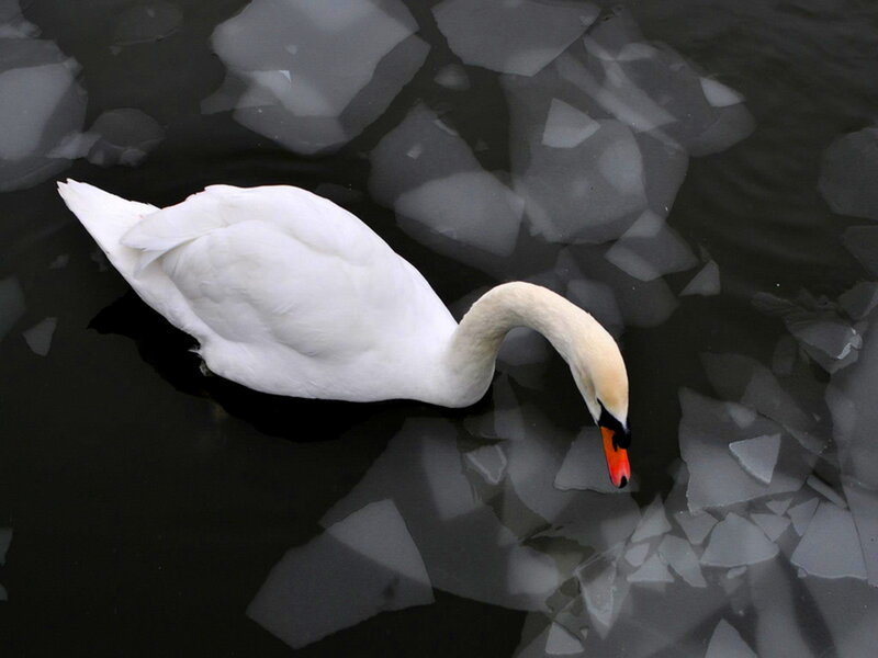 White Swan on Water — Calm, Winter, Photograph