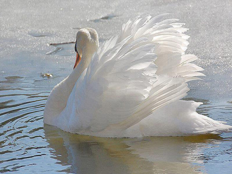 White Swan on Water — Calm, Winter