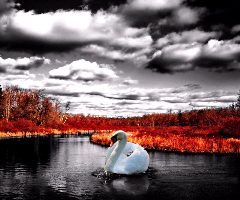 White Swan on Water — Dramatic, Autumn