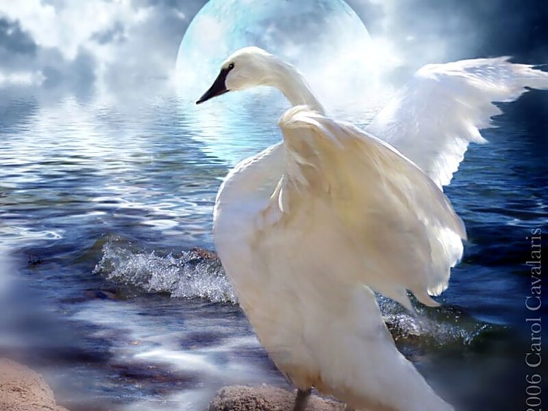 White Swan on Water — Dramatic, Night, Digital Art, Moon