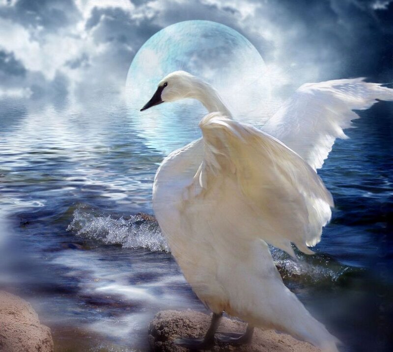 White Swan on Water — Dramatic, Night, Digital Art