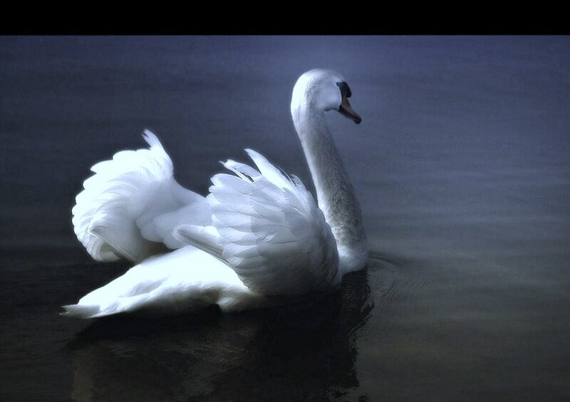 White Swan on Water — Dramatic, Night, Photograph