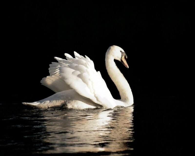 White Swan on Water — Dramatic, Night