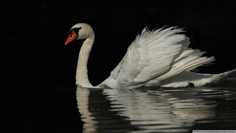 White Swan on Water — Dramatic, Photograph, Reflection