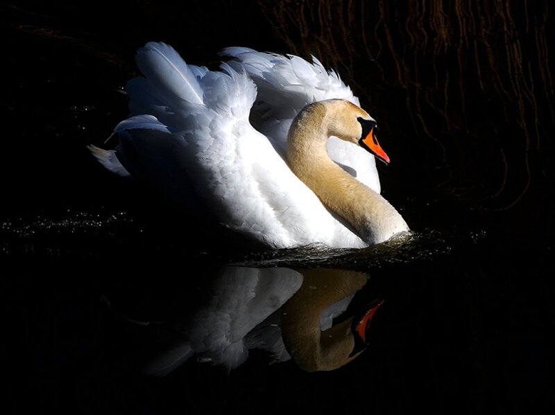 White Swan on Water — Dramatic, Photograph