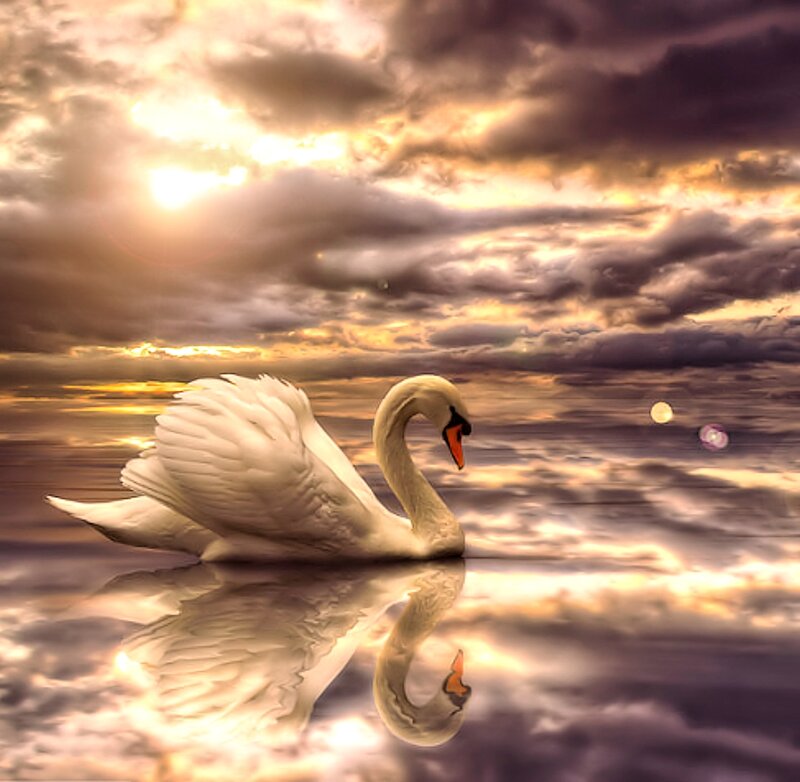White Swan on Water — Dramatic, Sunset, Digital Art