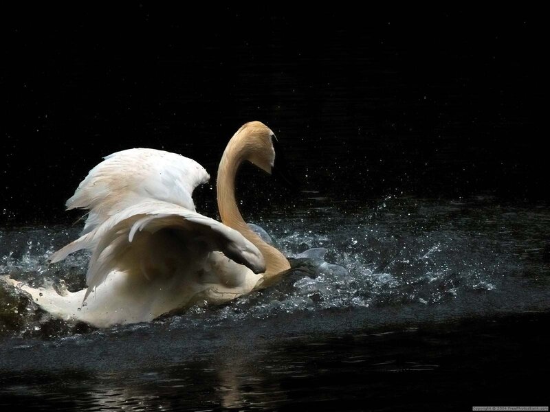 White Swan on Water — Dramatic