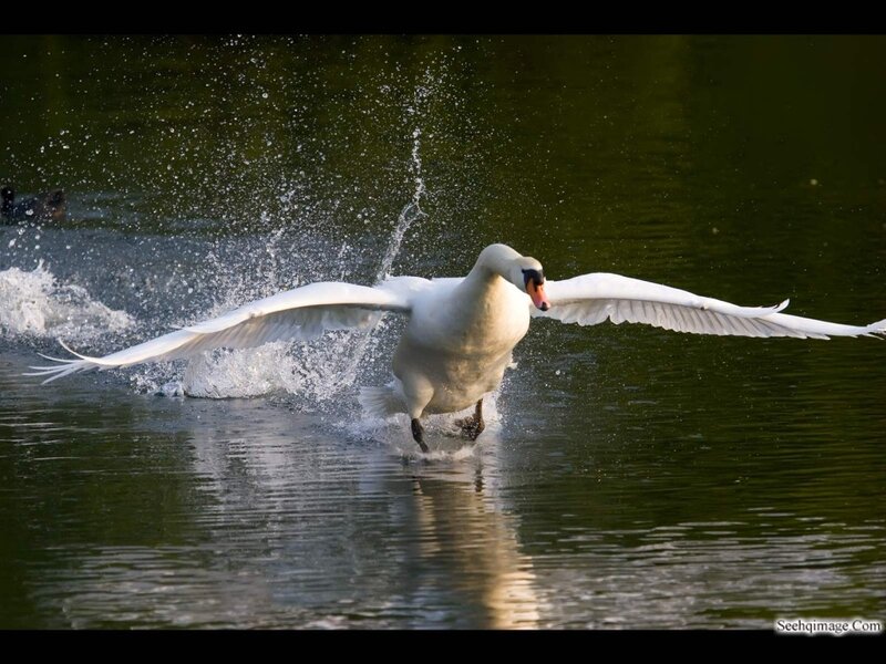 White Swan on Water — Dynamic