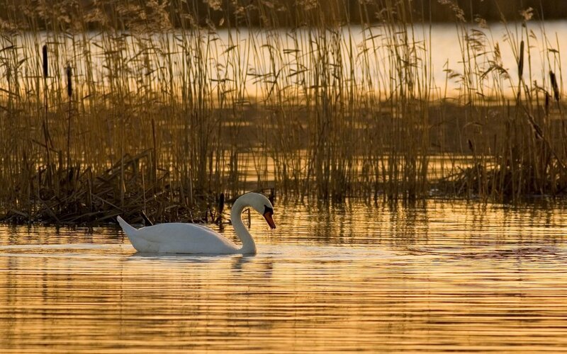 White Swan on Water — Gold, Serene, Sunset, Photograph, Reeds