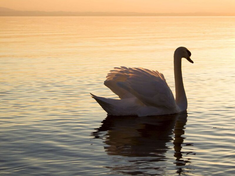 White Swan on Water — Gold, Serene, Sunset, Photograph, Sky