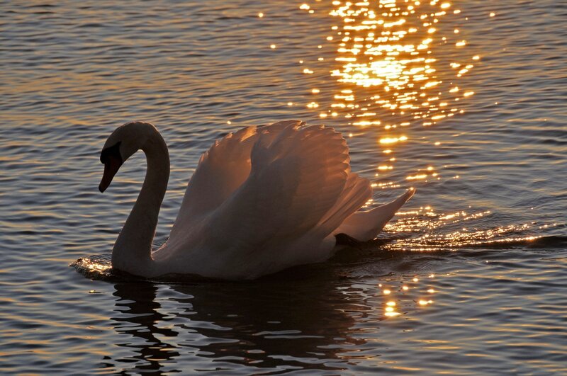White Swan on Water — Gold, Serene, Sunset, Photograph, Sunlight