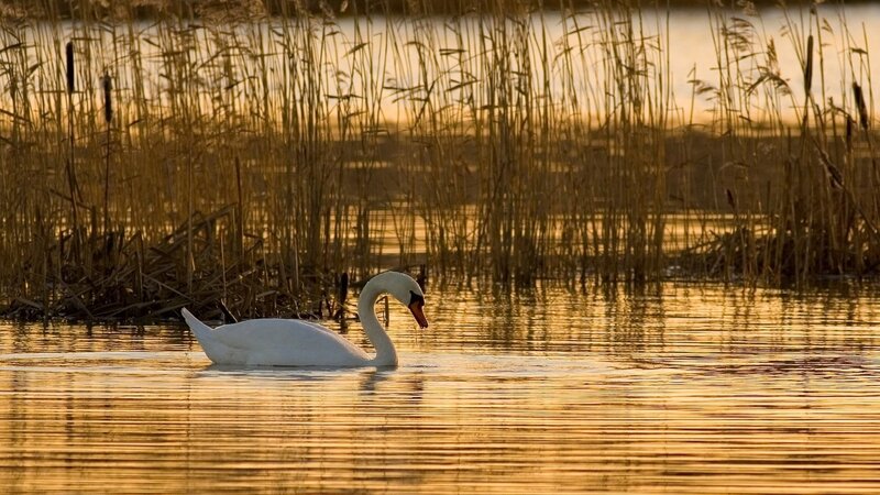 White Swan on Water — Gold, Serene, Sunset