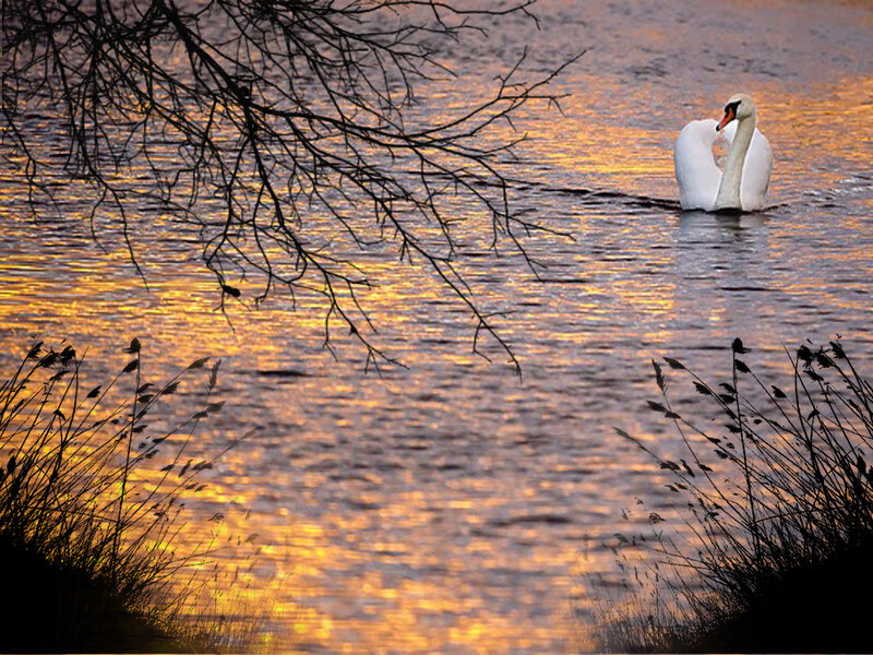 White Swan on Water — Gold, Serene