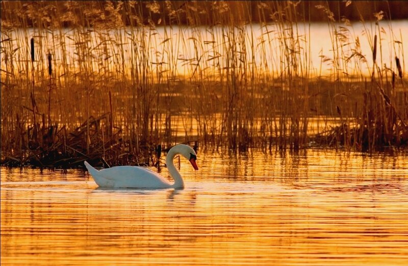 White Swan on Water — Gold