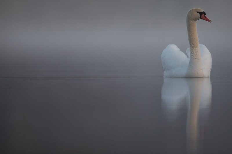 White Swan on Water — Gray
