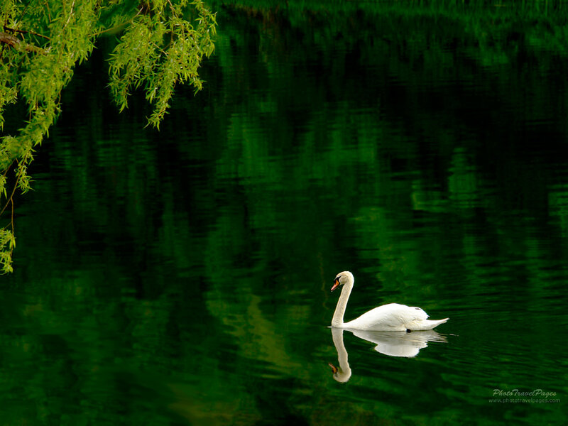 White Swan on Water — Green, Serene, Afternoon, Photograph, Tree Branches