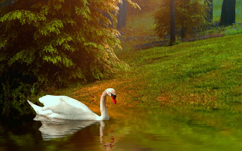 White Swan on Water — Green, Serene, Sunset