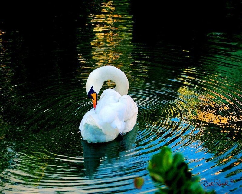 White Swan on Water — Green, Serene